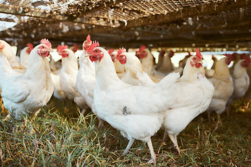 Image showing Sustainability, agriculture and chicken on an empty farm for free range or organic poultry farming in the countryside. Nature, grass and birds with a flock of animals on a field, meadow or coop