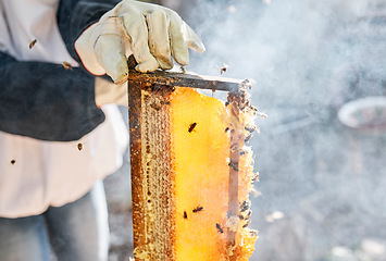 Image showing Beekeeper, hands and person with honeycomb frame at farm outdoors. Beekeeping, smoke and owner, employee or worker getting ready to harvest natural, healthy and organic honey, propolis or beeswax.