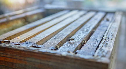 Image showing Bees, beekeeping and farm with wood box for honey production, natural and organic product outdoor. Bee zoom, farming and sustainability with environment, food and nutrition with honeycomb and beeswax