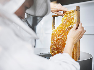 Image showing Honeycomb, beekeeper and bee farming inspection for organic food industry, product nutrition and bees agriculture maintenance. Honey, beekeeping farmer and small business for beeswax production