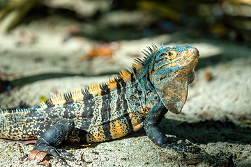 Image showing Black spiny-tailed iguana (Ctenosaura similis), Manuel Antonio National Park, Costa Rica wildlife