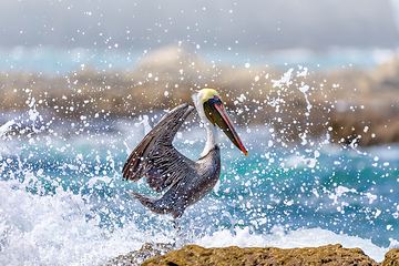 Image showing Brown pelican (Pelecanus occidentalis) Ocotal Beach, Costa Rica