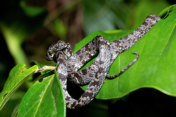 Image showing Clouded snake (Sibon nebulatus), Tortuguero, Costa Rica wildlife