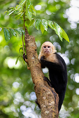 Image showing Colombian white-faced capuchin (Cebus capucinus), Manuel Antonio National Park, Costa Rica