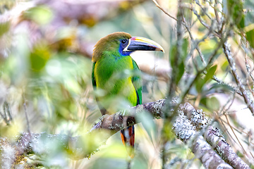 Image showing Emerald toucanet (Aulacorhynchus prasinus), San Gerardo, Costa Rica