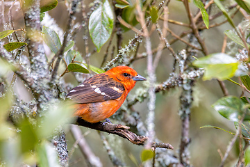 Image showing Flame-colored tanager male (Piranga bidentata) San Gerardo de Dota, Costa Rica