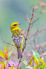 Image showing Flame-colored tanager female (Piranga bidentata) San Gerardo de Dota, Costa Rica