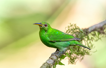 Image showing Green honeycreeper female (Chlorophanes spiza) Costa Rica