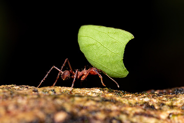 Image showing Leafcutter ant (Atta cephalotes)