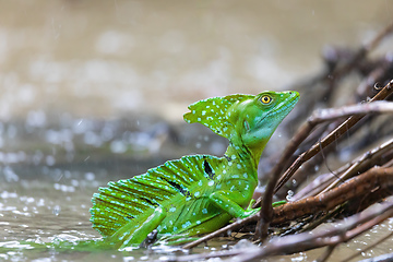 Image showing Plumed green basilisk (Basiliscus plumifrons) Cano Negro, Costa Rica wildlife