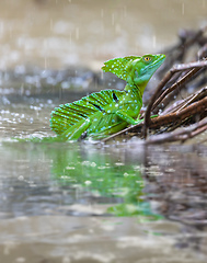 Image showing Plumed green basilisk (Basiliscus plumifrons) Cano Negro, Costa Rica wildlife