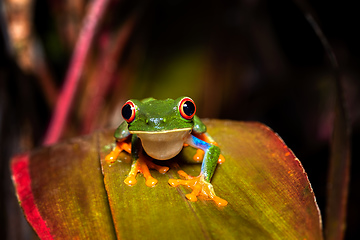 Image showing Red-eyed tree frog (Agalychnis callidryas) Cano Negro, Costa Rica wildlife