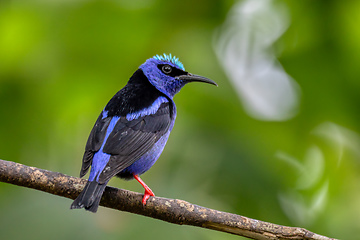 Image showing Red-legged honeycreeper (Cyanerpes cyaneus), La Fortuna, Costa Rica