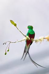 Image showing Resplendent quetzal (Pharomachrus mocinno), San Gerardo de Dota, Wildlife and birdwatching in Costa Rica.