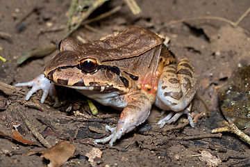 Image showing Savages thin-toed frog (Leptodactylus savagei), Carara National Park, Tarcoles, Costa Rica wildlife.