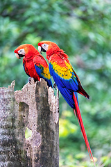 Image showing Scarlet macaw (Ara macao), Quepos Costa Rica.