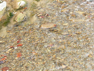 Image showing river with leafs