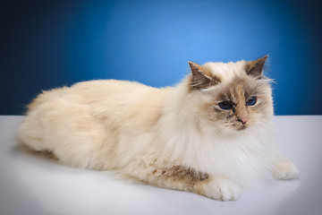 Image showing white cat