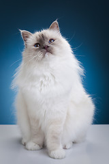 Image showing White cat