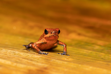 Image showing Strawberry poison-dart frog (Oophaga pumilio, formerly Dendrobates pumilio)-001 copy