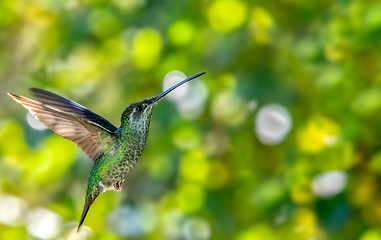 Image showing Talamanca hummingbird (Eugenes spectabilis) or admirable hummingbird