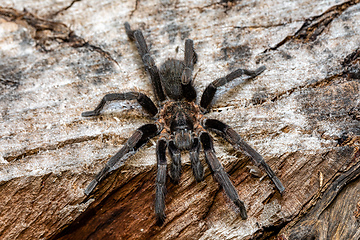 Image showing Tarantula (Sericopelma melanotarsum) Curubande de Liberia, Costa Rica wildlife