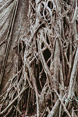 Image showing Tangled Fig Tree and tree trunks, Rincon de la Vieja, Province, Costa Rica