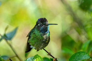 Image showing violet-headed hummingbird (Klais guimeti), San Gerardo de Dota, Costa Rica.