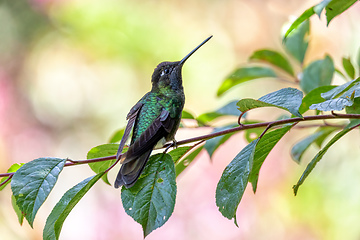 Image showing violet-headed hummingbird (Klais guimeti), San Gerardo de Dota, Costa Rica.