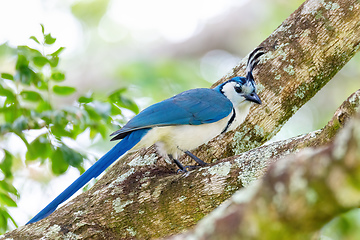 Image showing White-throated magpie-jay (Calocitta formosa)