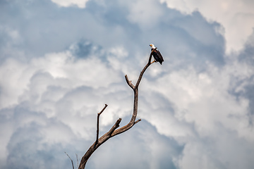 Image showing African Fish Eagle Ethiopia Africa wildlife