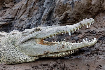 Image showing American crocodile, Crocodylus acutus, river Rio Tarcoles, Costa Rica Wildlife