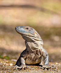 Image showing Black spiny-tailed iguana (Ctenosaura similis), National Park Carara, Costa Rica wildlife