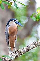 Image showing Boat-billed heron (Cochlearius cochlearius), river Tarcoles, Costa Rica