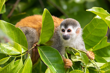 Image showing Central American squirrel monkey, Saimiri oerstedii, Quepos, Costa Rica wildlife