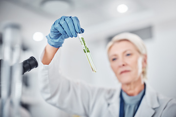 Image showing Science, plants and senior scientist with a test tube doing ecology research in a laboratory. Sustainable, agriculture and female botanist studying and analyzing natural leaves in glass vial in a lab