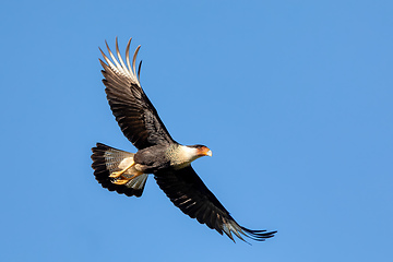 Image showing Crested caracara, Caracara plancus, Guanacaste Costa Rica