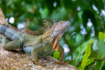 Image showing Green iguana (Iguana iguana), Tortuguero, Costa Rica wildlife