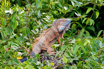 Image showing Green iguana (Iguana iguana), Rio Tempisque Costa Rica wildlife