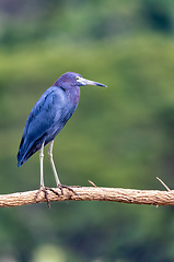 Image showing Little blue heron, Egretta caerulea, river Tarcoles, Costa Rica