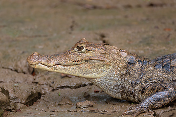 Image showing Spectacled caiman, Caiman crocodilus Cano Negro, Costa Rica.