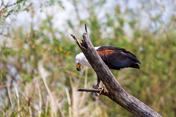 Image showing African Fish Eagle Ethiopia Africa wildlife