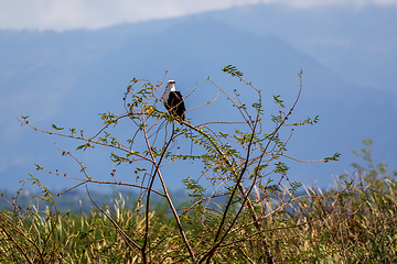 Image showing African Fish Eagle Ethiopia Africa wildlife