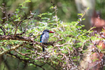 Image showing Woodland kingfisher Ethiopia, Africa wildlife