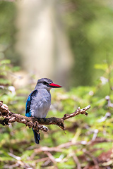 Image showing Woodland kingfisher Ethiopia, Africa wildlife