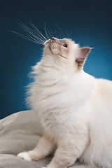 Image showing white cat