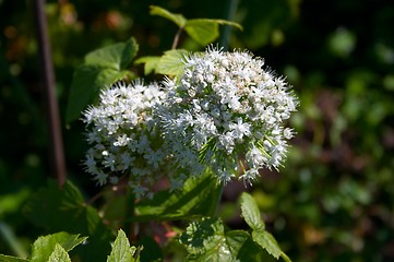 Image showing Flowering onion