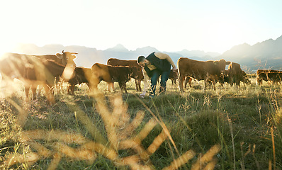 Image showing Agro, agriculture and man on farm with cattle or livestock on field for diary, milk or beef meat. Sustainability, farming and male farmer with cows checking grass health on countryside land outdoors.