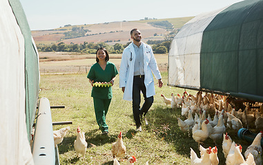 Image showing Farm, vet and chicken with a man and woman medicine team walking on land for agriculture or livestock. Eggs, healthcare and veterinarian on a farming field for sustainability or healthy produce