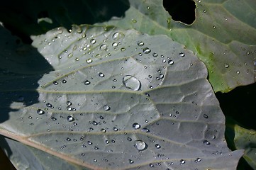 Image showing Drops on a leaf